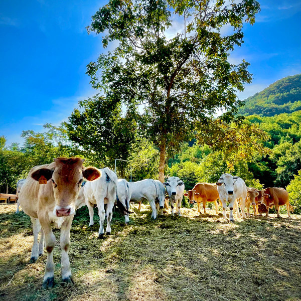 Vacche al pascolo Tenuta della Cascinassa