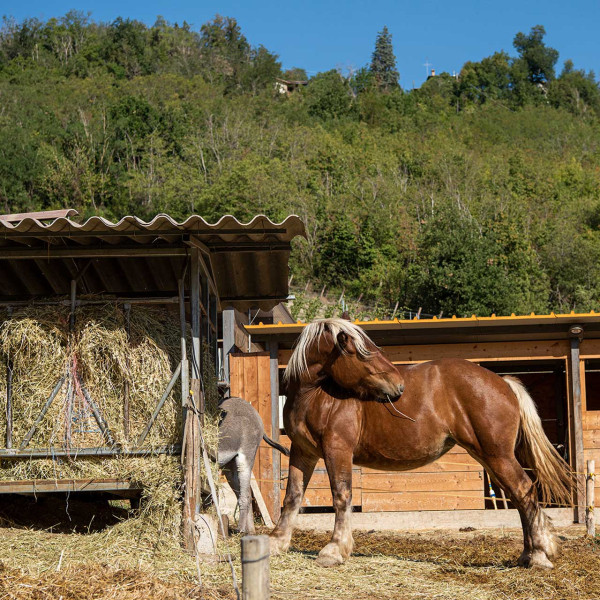 Cavallo 