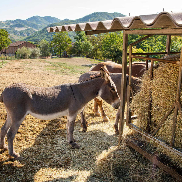 Asini - Tenuta della Cascinassa